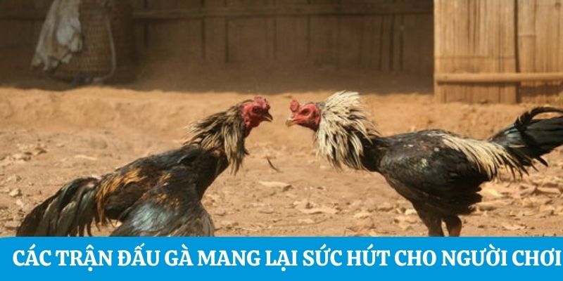 Các trận đấu gà mang lại sức hút cho người chơi