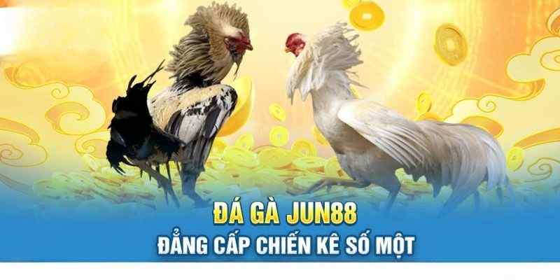 Giới thiệu về loại hình đá gà Mỹ cực cuốn tại Jun88 