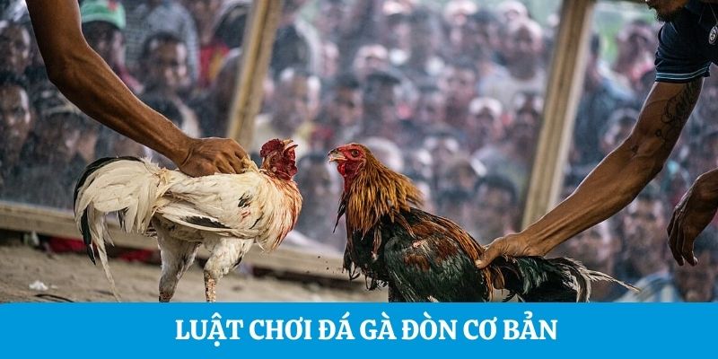 Luật chơi đá gà đòn cơ bản 