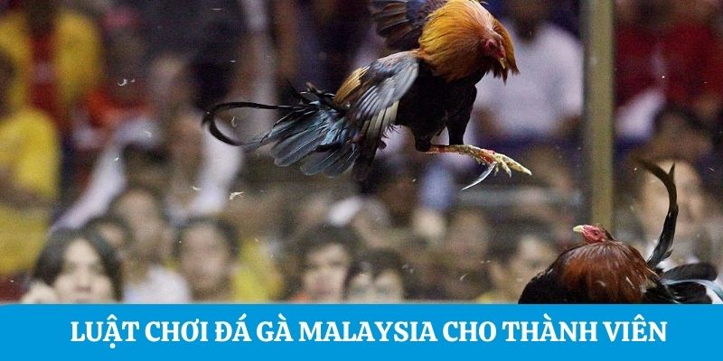 Luật chơi đá gà Malaysia cho thành viên